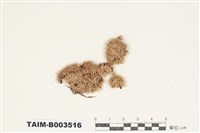 藏品(白髮苔屬)的圖片